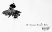 Geastrum striatum image